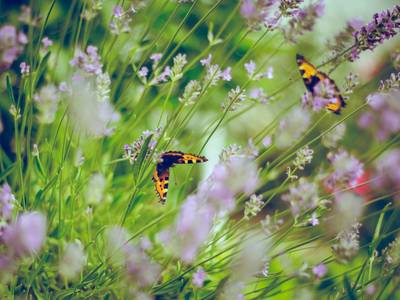 Hotel Restaurant Les Ormes, The Originals Relais