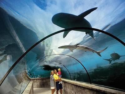 Atlantis Paradise Island - The Coral