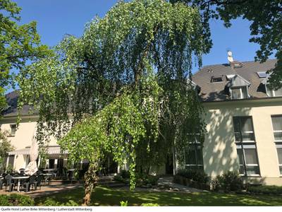 Luther Birke Wittenberg (Foto)