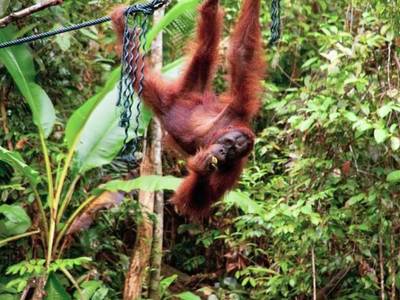 Aiman Batang Al Resort & Retreat