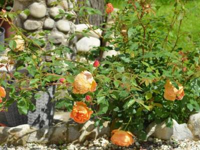 B&B La Terrazza del Subasio