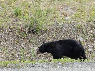 Belle Neige Whistler