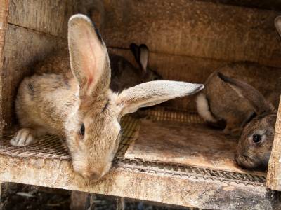 Podere Caldaruccio La Pineta