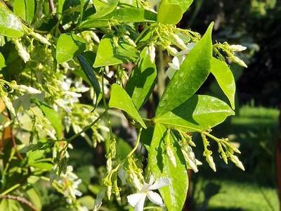 Murat Pasa Konagi Boutique Hotel