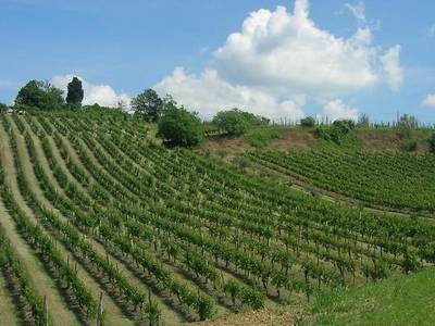 Agriturismo Borgo delle Vigne