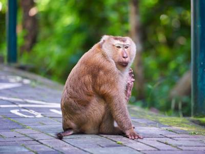 Sugar Palm Residence