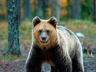 Holiday Club Kuusamon Tropiikki