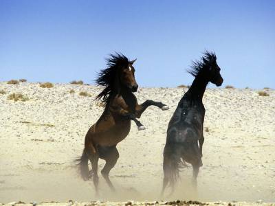 Klein Aus Vista - Desert Horse Inn