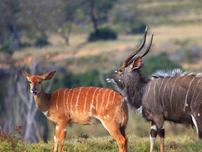 Bush Villas Self-Catering At Botlierskop