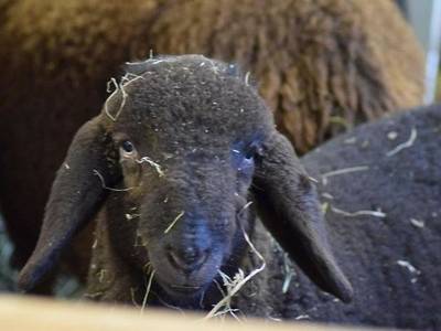 Forster’s Naturresort