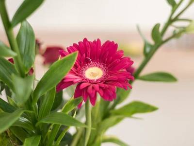 Sea & City Apartments