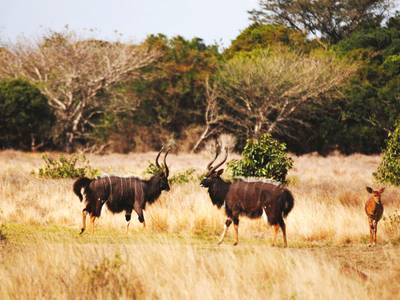 Gooderson Bushlands Game Lodge