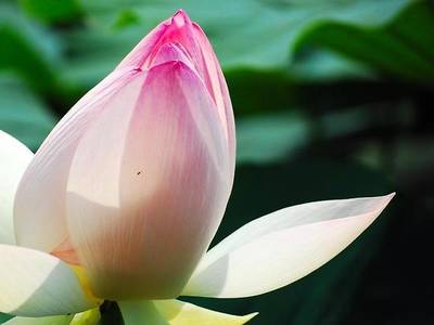 Antica Dimora Mantovana